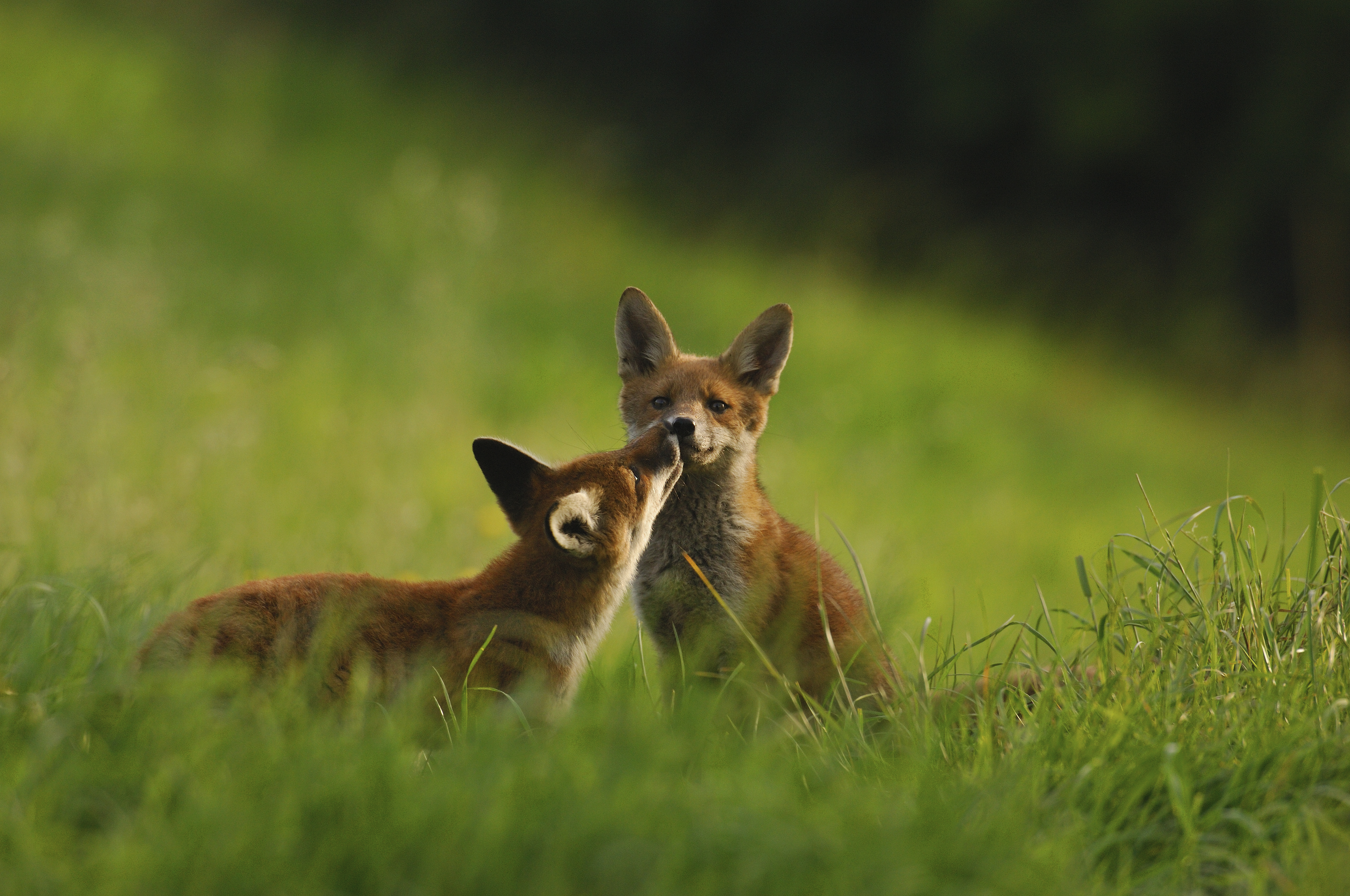 Two wild foxes playing in grass